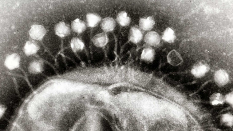 Virus ancorati ad un batterio.