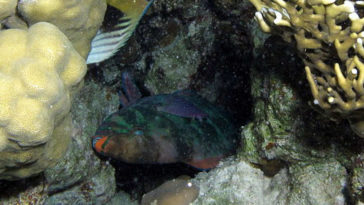 Pesce che dorme a fondo.