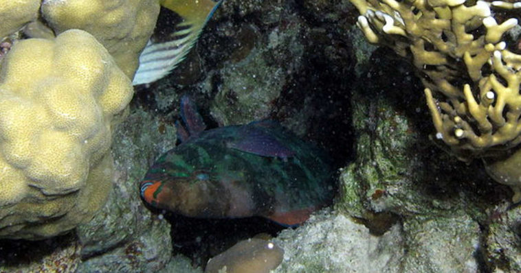 Pesce che dorme a fondo.