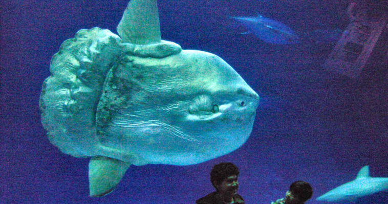 Mola mola in acquario.