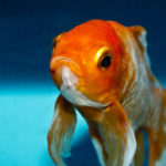 Un tipico pesce rosso