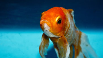 Un tipico pesce rosso