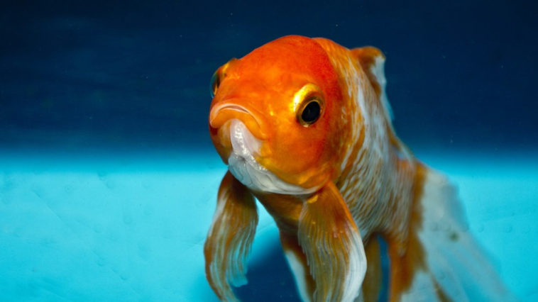 Un tipico pesce rosso