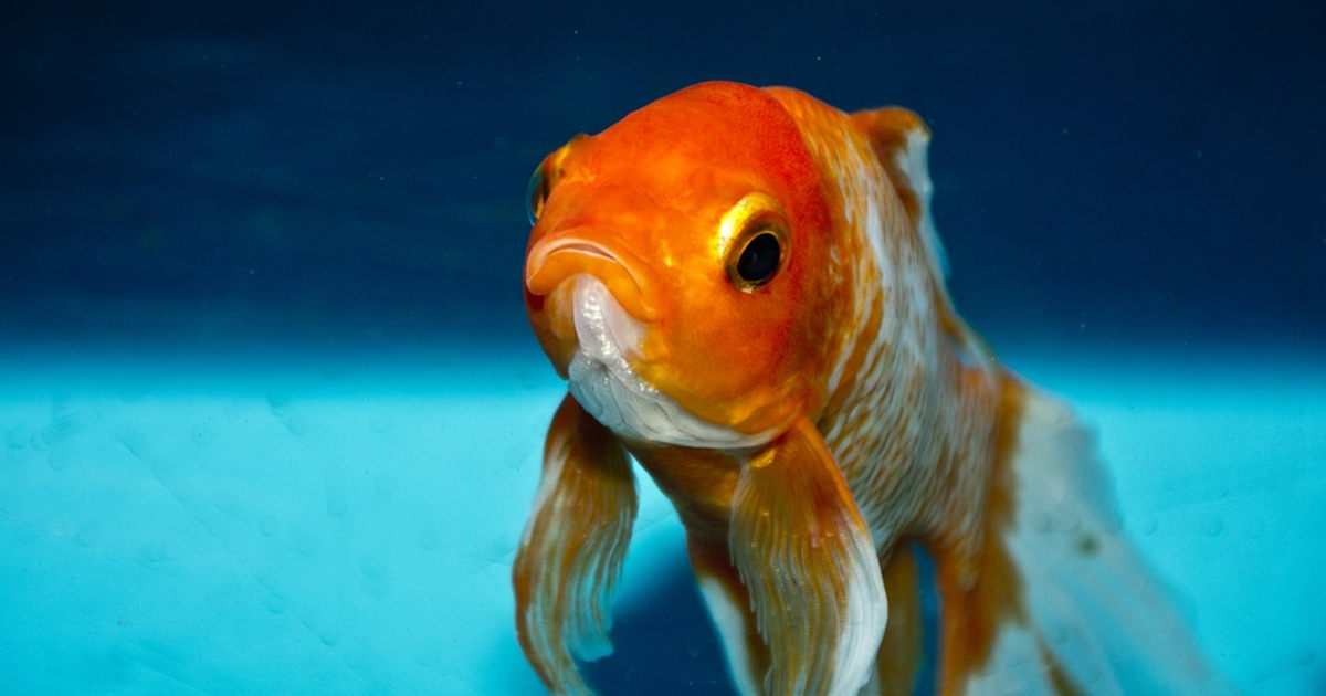 Un tipico pesce rosso