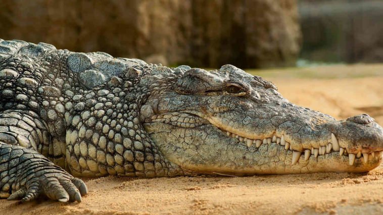Coccodrillo disteso che verso fa