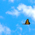 Una farfalla che svolazza