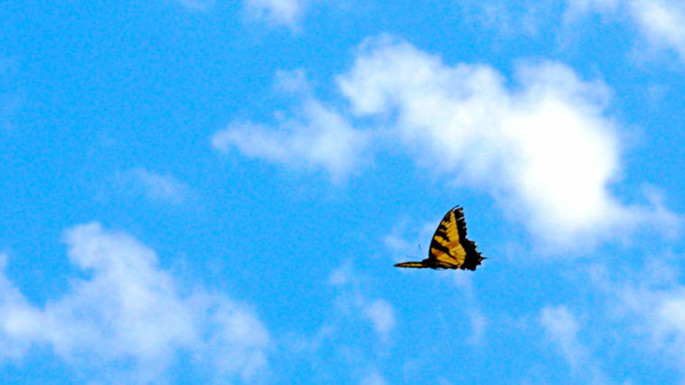 Una farfalla che svolazza