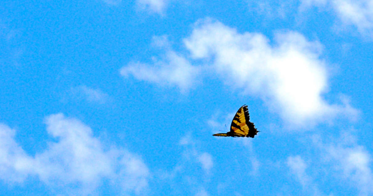 Una farfalla che svolazza
