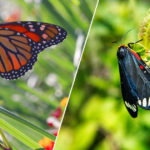 Foto natura farfalla e falena