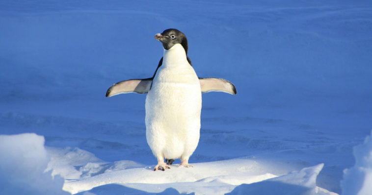 Un pinguino cammina tra i ghiacciai, ha le ginocchia?