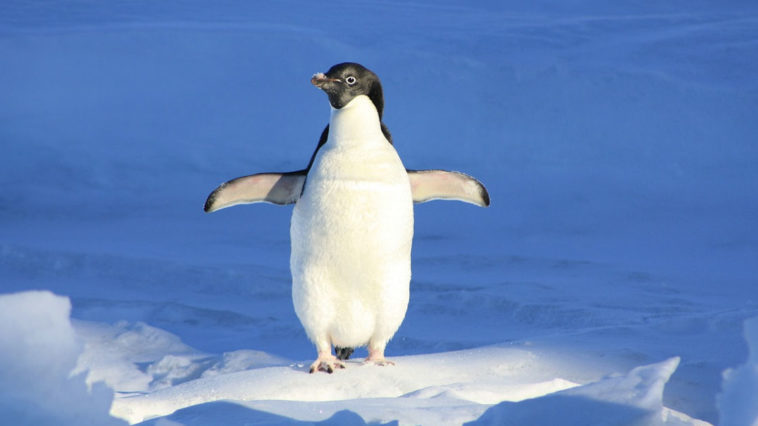 Un pinguino cammina tra i ghiacciai, ha le ginocchia?