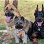 Un doberman, uno yorkshire e un pastore tedesco, hanno una diversa longevità
