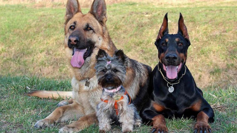 Un doberman, uno yorkshire e un pastore tedesco, hanno una diversa longevità