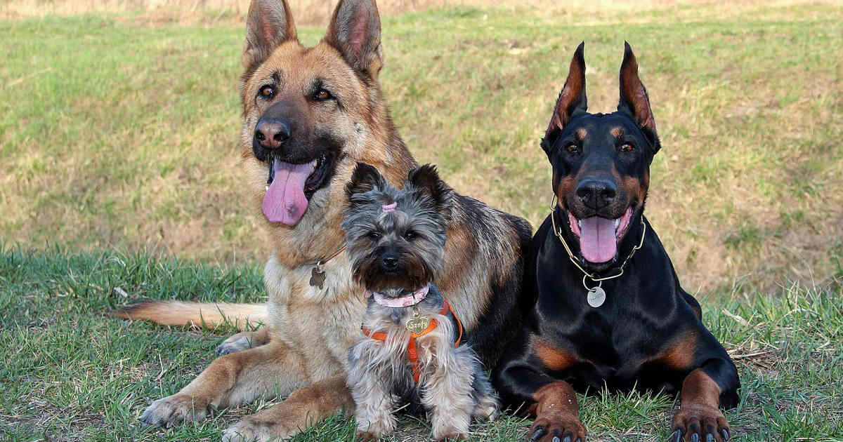 Un doberman, uno yorkshire e un pastore tedesco, hanno una diversa longevità