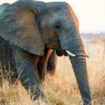 Elefante cammina nella sterpaglia