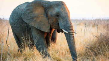 Elefante cammina nella sterpaglia