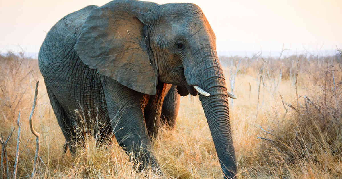 Elefante cammina nella sterpaglia