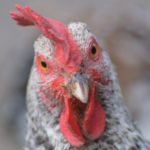 Una gallina che guarda in camera.