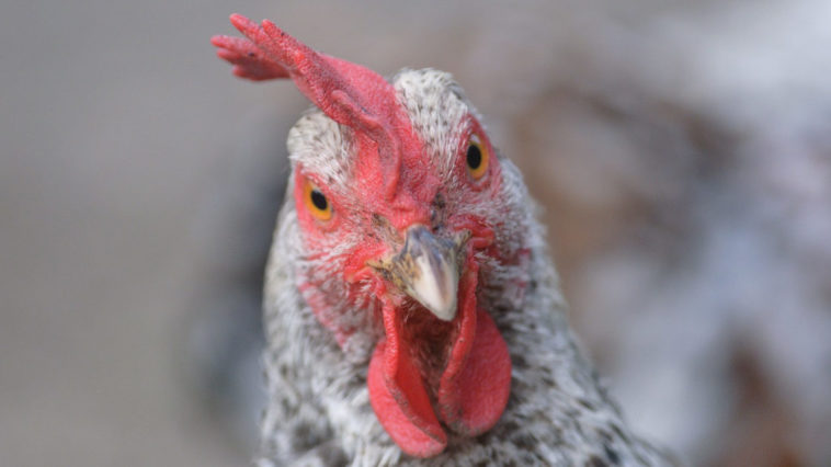 Una gallina che guarda in camera.