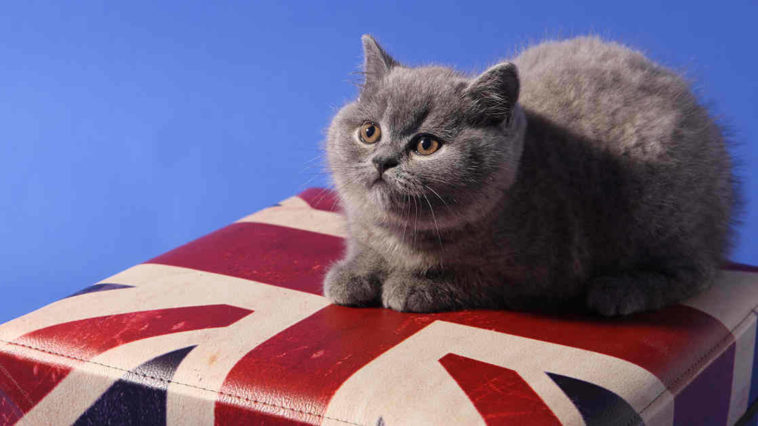 Gatto con bandiera inghilterra ha nove vite invece che sette