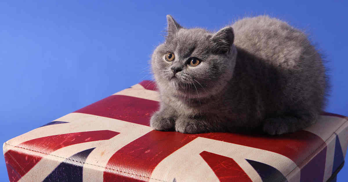 Gatto con bandiera inghilterra ha nove vite invece che sette