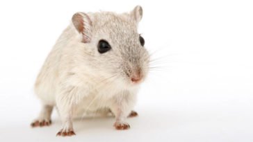 Topo bianco da laboratorio che viene utilizzato per esperimenti