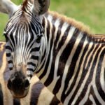 Primo piano di una zebra con strisce bianche e nere