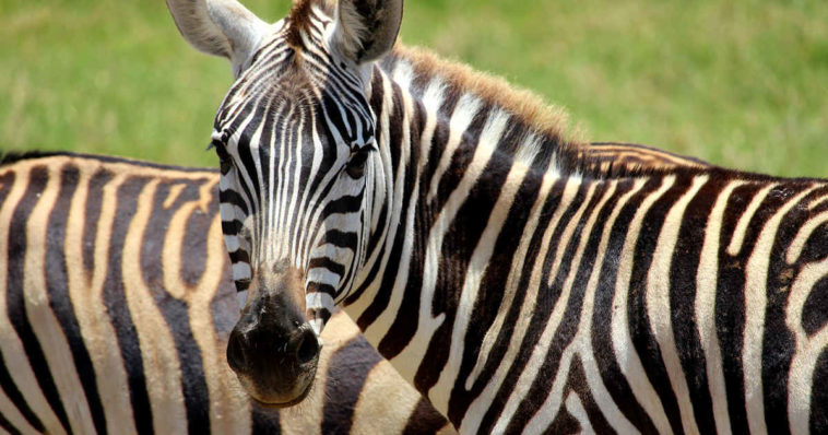 Primo piano di una zebra con strisce bianche e nere
