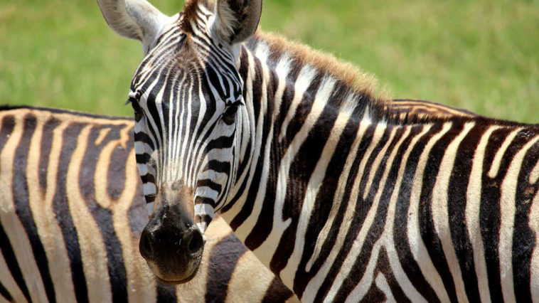Primo piano di una zebra con strisce bianche e nere
