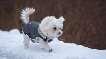 Cane con cappotto su neve