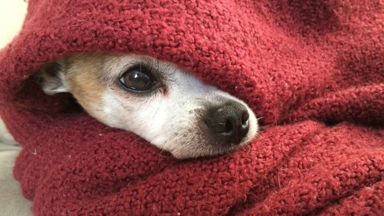 Chihuahua avvolto nelle coperte dato che è una razza che soffre molto il freddo