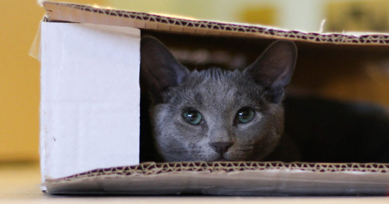 Un gatto in una scatola di cartone