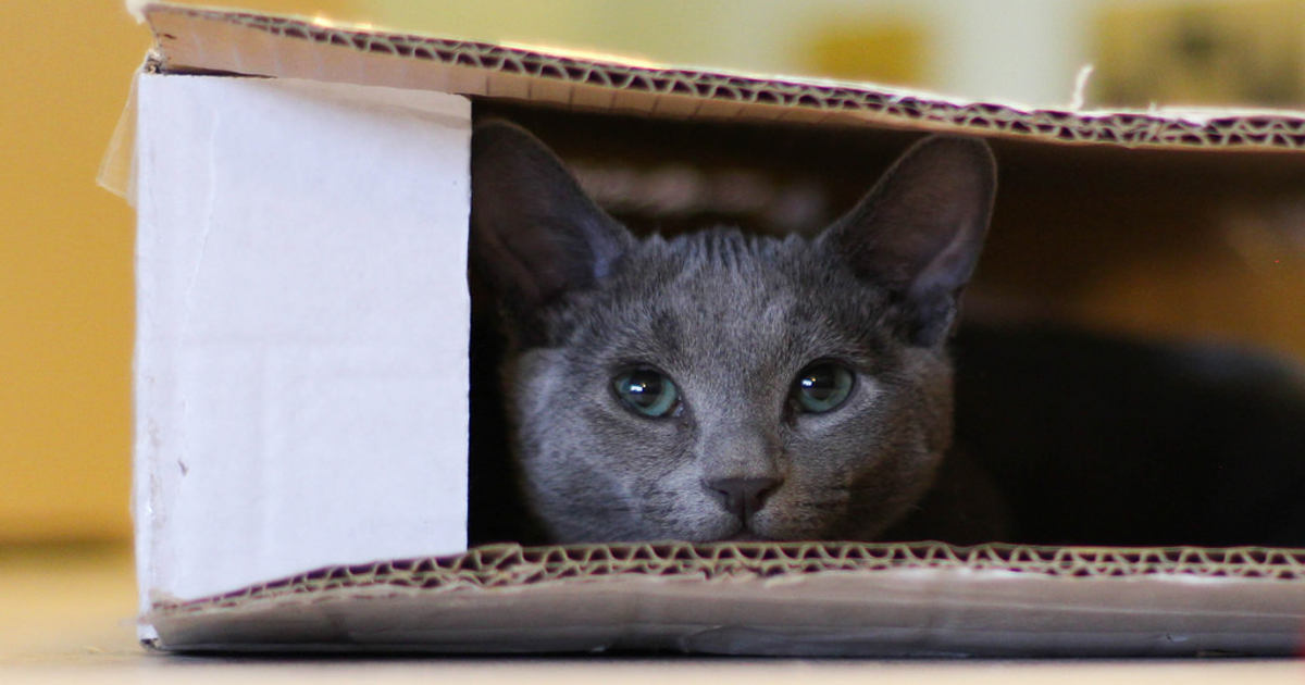 Un gatto in una scatola di cartone