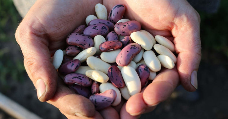 Dei fagioli in mano ad un contadino