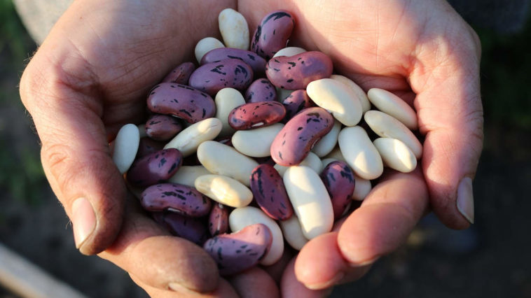 Dei fagioli in mano ad un contadino