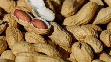 delle arachidi, frutta secca, dove crescono