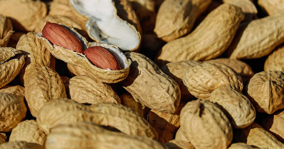 delle arachidi, frutta secca, dove crescono