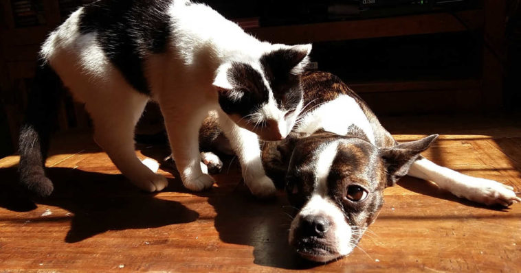Cane appisolato viene svegliato da gatto che lo avvisa delle zanzare