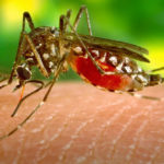 Una zanzara femmina che ha bevuto sangue da pelle di uomo