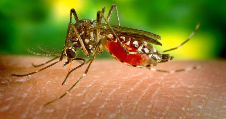 Una zanzara femmina che ha bevuto sangue da pelle di uomo