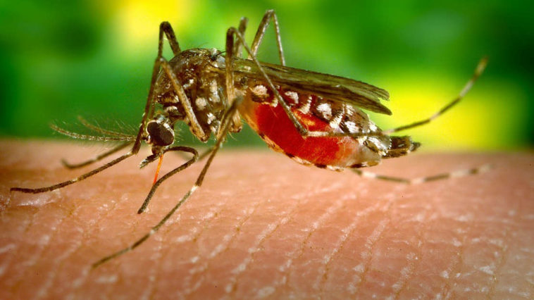 Una zanzara femmina che ha bevuto sangue da pelle di uomo