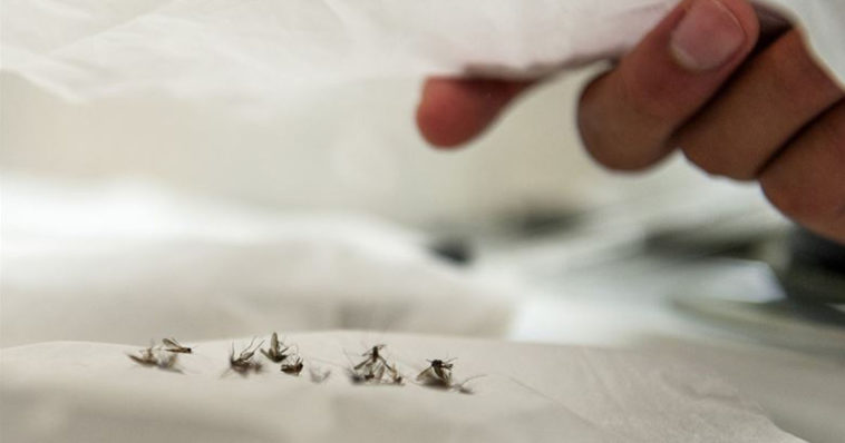 Zanzare uccise su letto sotto le lenzuola