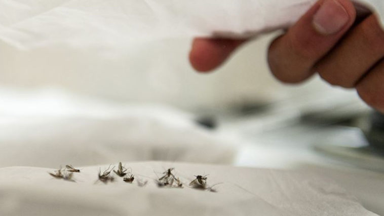 Zanzare uccise su letto sotto le lenzuola