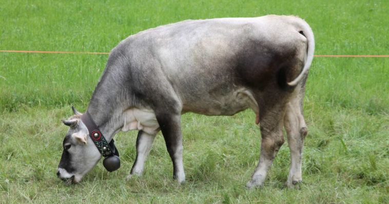 Una mucca con campanaccio pascola in aperta campagna.