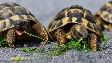 Due tartarughe di terra mangiano erba