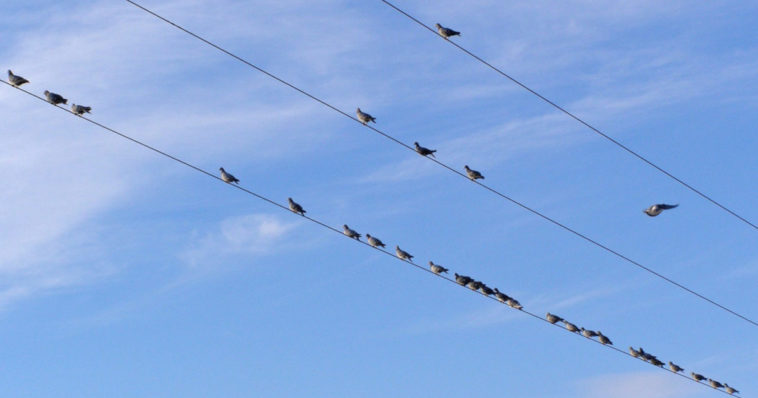 Degli uccelli appollaiati sui cavi dell'alta tensione.