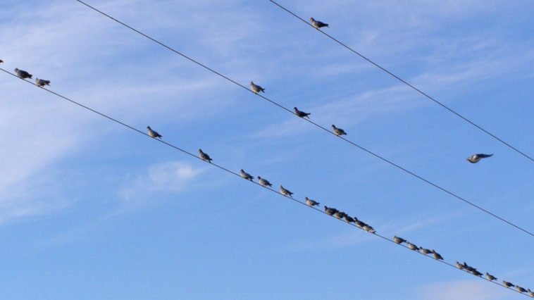 Degli uccelli appollaiati sui cavi dell'alta tensione.