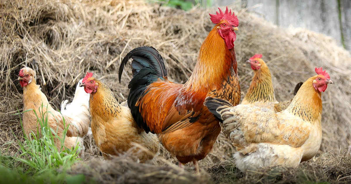 Polli in gruppo.