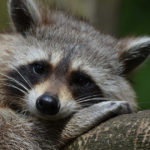 Orsetto lavatore o procione disteso su un ramo