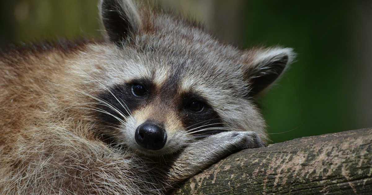 Orsetto lavatore o procione disteso su un ramo